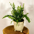 Arrow Fern - Pteris - Sprouts of Bristol
