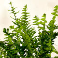 Arrow Fern - Pteris - Sprouts of Bristol