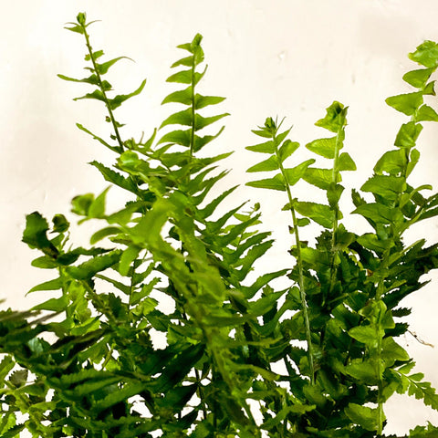 Arrow Fern - Pteris - Sprouts of Bristol