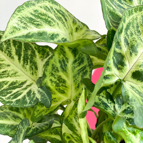 Arrowhead Vine - Syngonium nephphytis - Sprouts of Bristol