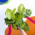 Arrowhead Vine - Syngonium nephphytis - Sprouts of Bristol
