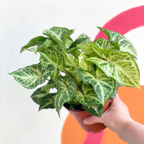Arrowhead Vine - Syngonium nephphytis - Sprouts of Bristol