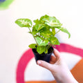 Arrowhead Vine - Syngonium podophyllum 'Berry' - Sprouts of Bristol