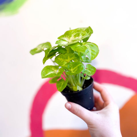 Arrowhead Vine - Syngonium podophyllum 'Berry' - Sprouts of Bristol