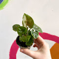 Arrowhead Vine - Syngonium podophyllum 'Maria' - Sprouts of Bristol