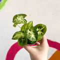 Arrowhead Vine - Syngonium podophyllum 'Pixie' - Sprouts of Bristol