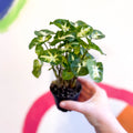 Arrowhead Vine - Syngonium podophyllum 'Pixie' - Sprouts of Bristol