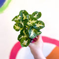 Arrowhead Vine - Syngonium podophyllum 'Pixie' - Sprouts of Bristol