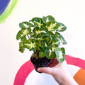 Arrowhead Vine - Syngonium podophyllum 'Pixie' - Sprouts of Bristol