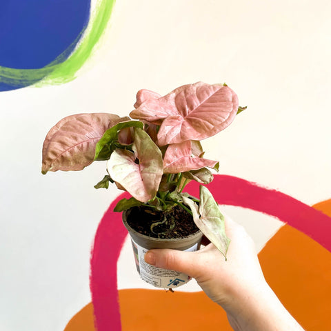 Arrowhead Vine - Syngonium podophyllum 'Red Heart' - British Grown - Sprouts of Bristol