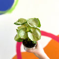 Arrowhead Vine - Syngonium podophyllum 'Tropicana' - British Grown - Sprouts of Bristol
