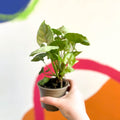 Arrowhead Vine - Syngonium podophyllum 'Tropicana' - British Grown - Sprouts of Bristol