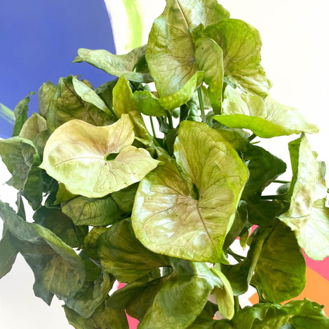 Arrowhead Vine - Syngonium podophyllum 'Tropicana' - British Grown - Sprouts of Bristol