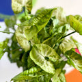 Arrowhead Vine - Syngonium podophyllum 'White Butterfly' - British Grown - Sprouts of Bristol