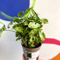 Arrowhead Vine - Syngonium podophyllum 'White Butterfly' - British Grown - Sprouts of Bristol