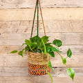 Artisan Cylindrical Hanging Plant Basket: Small - Sprouts of Bristol