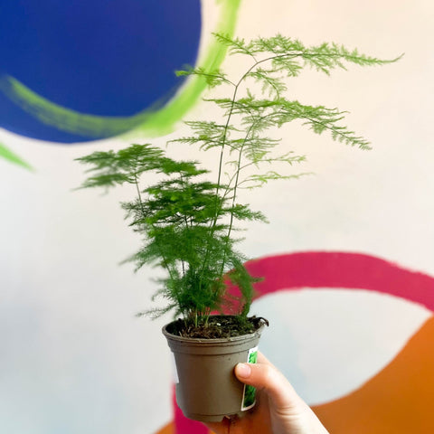 Asparagus Fern - Asparagus setaceus - British Grown - Sprouts of Bristol