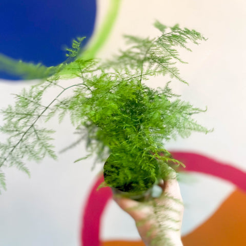 Asparagus Fern - Asparagus setaceus - British Grown - Sprouts of Bristol