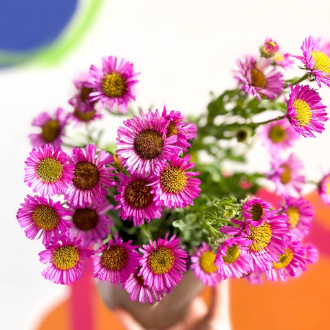 Aster 'Magic Purple' - Cotswold Grown Perennial - Sprouts of Bristol