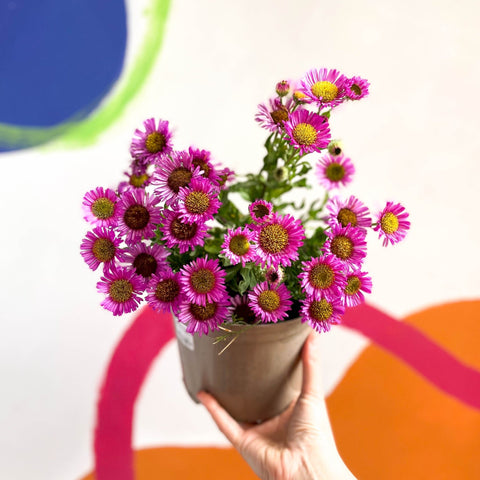 Aster 'Magic Purple' - Cotswold Grown Perennial - Sprouts of Bristol