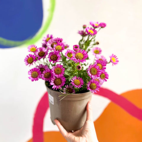 Aster 'Magic Purple' - Cotswold Grown Perennial - Sprouts of Bristol