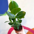 Autograph Tree - Clusia rosea 'Princess' - Sprouts of Bristol
