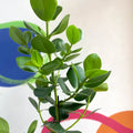 Autograph Tree - Clusia rosea 'Princess' - Sprouts of Bristol