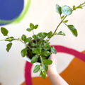 Autumn Sage - Salvia greggii 'Cherry Lips' - British Grown Perennial - Sprouts of Bristol