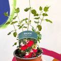 Autumn Sage - Salvia greggii 'Hot Lips' - British Grown Perennial - Sprouts of Bristol