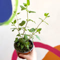 Autumn Sage - Salvia greggii 'Hot Lips' - British Grown Perennial - Sprouts of Bristol