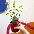Autumn Sage - Salvia greggii 'Radio Red' - British Grown Perennial - Sprouts of Bristol
