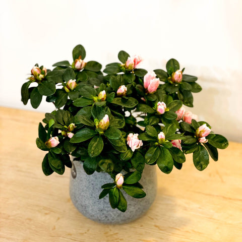 Azalea 'Flandresse' - Rhododendron simsii - Sprouts of Bristol