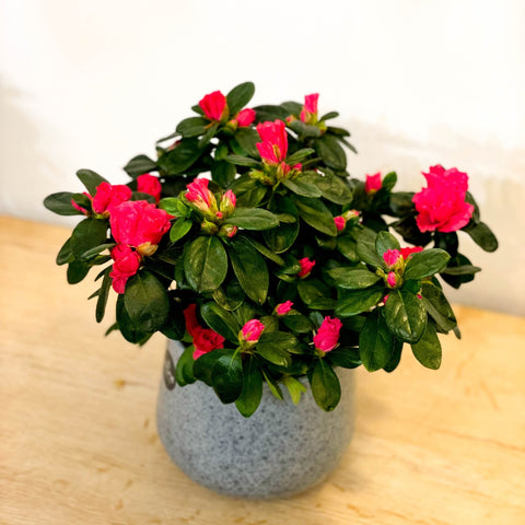 Azalea 'Flandresse' - Rhododendron simsii - Sprouts of Bristol