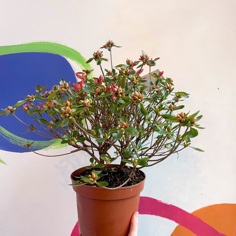 Azalea - Rhododendron japonica 'Blaauwis Pink' - Evergreen Shrub - Sprouts of Bristol