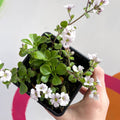 Baby's Breath - Gypsophila cerastioides 'Pretty Maid' - British Grown Semi-evergreen Perennial Alpine - Sprouts of Bristol