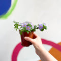 Bacopa - Chaenostoma 'Megacopa Blue' - British Grown Perennial - Sprouts of Bristol