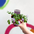 Bacopa - Chaenostoma 'Megacopa Blue' - British Grown Perennial - Sprouts of Bristol