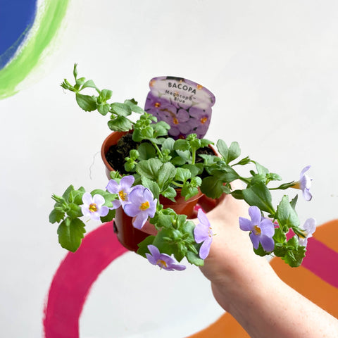 Bacopa - Chaenostoma 'Megacopa Blue' - British Grown Perennial - Sprouts of Bristol
