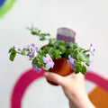 Bacopa - Chaenostoma 'Megacopa Blue' - British Grown Perennial - Sprouts of Bristol