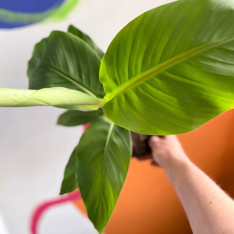 Banana Plant - Musa basjo - Sprouts of Bristol