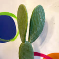 Barbary Fig - Opuntia ficus-indica - Sprouts of Bristol
