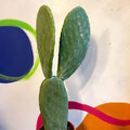 Barbary Fig - Opuntia ficus-indica - Sprouts of Bristol