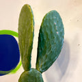 Barbary Fig - Opuntia ficus-indica - Sprouts of Bristol