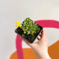 Basket of Gold - Aurinia saxatilis 'Summit' - British Grown Evergreen Perennial Alpine - Sprouts of Bristol