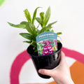 Beard Tongue - Penstemon 'Arabesque Violet' - British Grown Perennial - Sprouts of Bristol