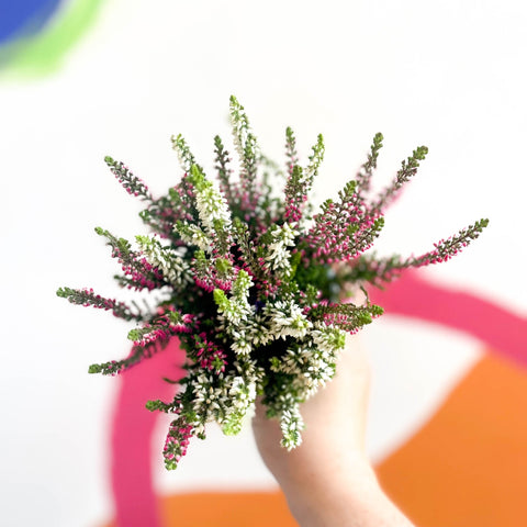 Beauty Lady Heather - Calluna vulgaris 'Candlelight' - Sprouts of Bristol