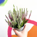 Beauty Lady Heather - Calluna vulgaris 'Candlelight' - Sprouts of Bristol