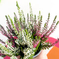 Beauty Lady Heather - Calluna vulgaris 'Candlelight' - Sprouts of Bristol