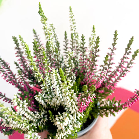Beauty Lady Heather - Calluna vulgaris 'Candlelight' - Sprouts of Bristol