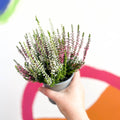 Beauty Lady Heather - Calluna vulgaris 'Candlelight' - Sprouts of Bristol